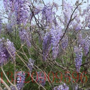 海淀苗木果樹紫藤