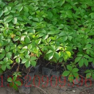 順義苗木果樹五葉地錦