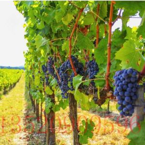 昌平苗木果樹葡萄樹