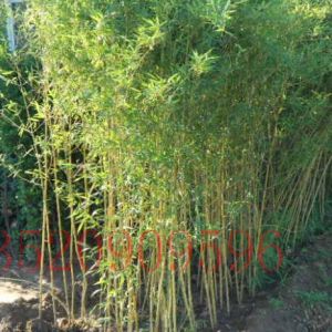 海淀苗木果樹竹子