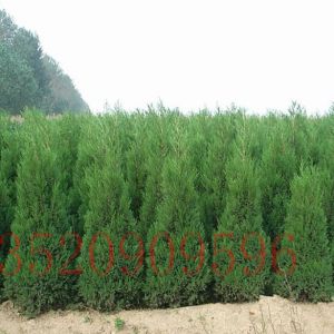 石景山苗木果樹批發(fā)側(cè)柏
