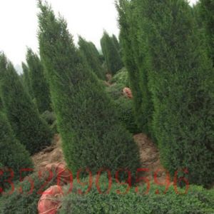 房山苗木果樹批發(fā)儈柏