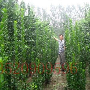 昌平苗木果樹批發(fā)北海道黃楊