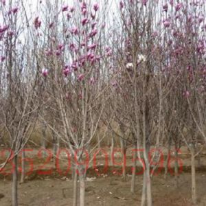  順義苗木果樹批發(fā)玉蘭樹