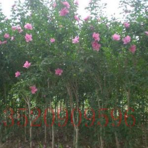 通州苗木果樹批發(fā)木槿