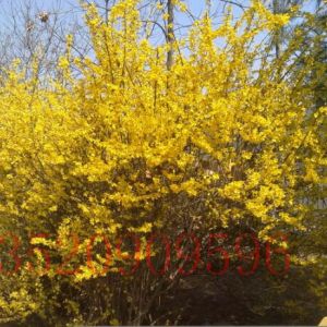 懷柔苗木果樹批發(fā)連翹