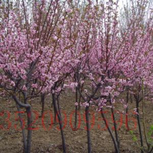 海淀苗木果樹批發(fā)碧桃