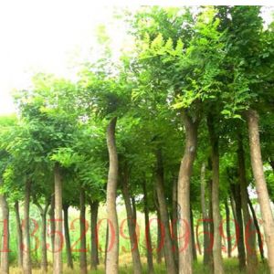 順義苗木果樹批發(fā)國(guó)槐