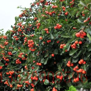 朝陽苗木果樹批發(fā)山楂樹