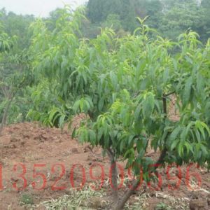 豐臺(tái)苗木果樹批發(fā)桃樹