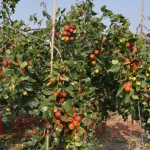 順義苗木果樹批發(fā)棗樹