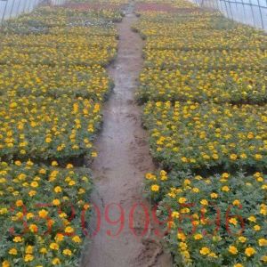 房山苗木花卉批發(fā)萬壽菊